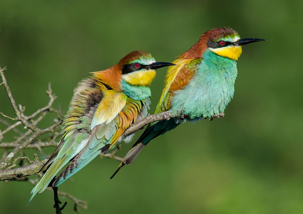 Gruccioni (Merops apiaster)